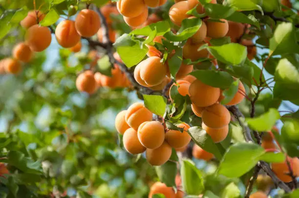 Photo of A bunch of ripe apricots hanging on a tree in the orchard. Apricot fruit tree with fruits and leaves. Ukraine.