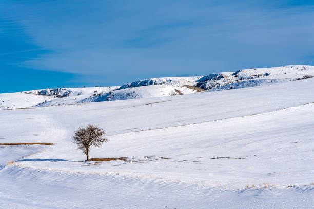 istock Trees at snowy area with mountains 1202275155
