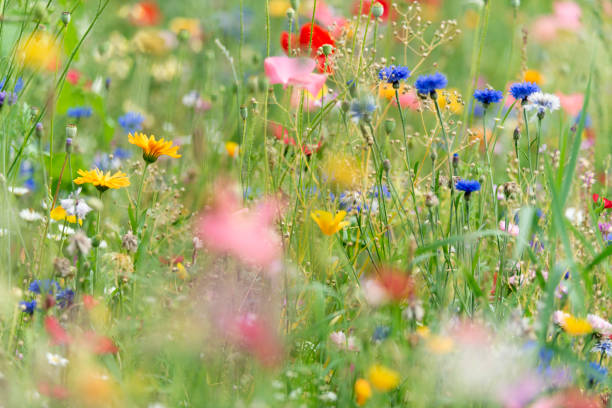istock Wildflowers on summer meadow 1202276765