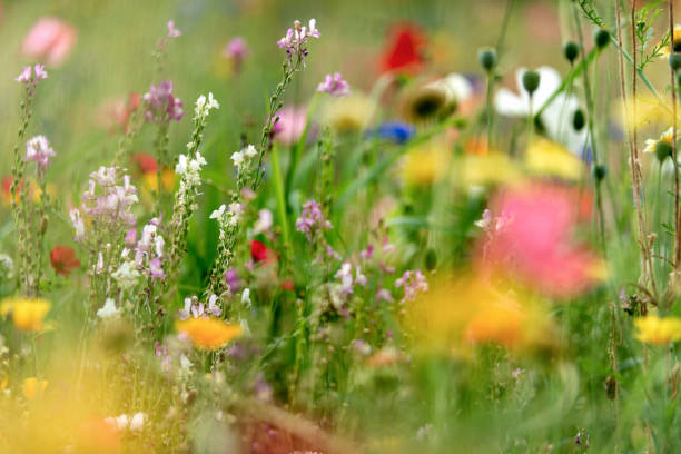 Summer meadow full of wildflowers