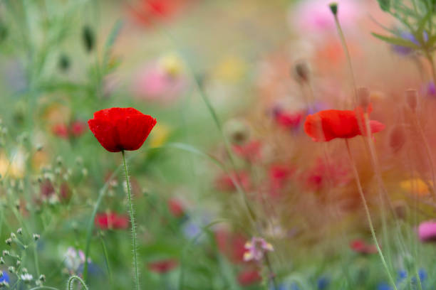 istock Wildflowers on summer meadow 1202277536
