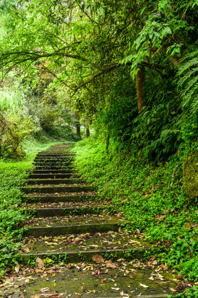 istock Stone stair through in green forest 1202277540