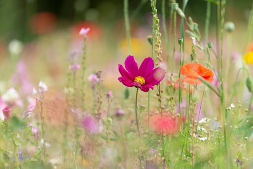 Summer meadow full of wildflowers