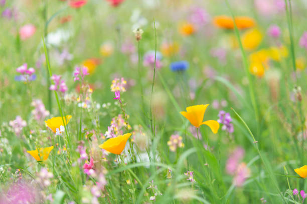 istock Wildflowers on summer meadow 1202278797
