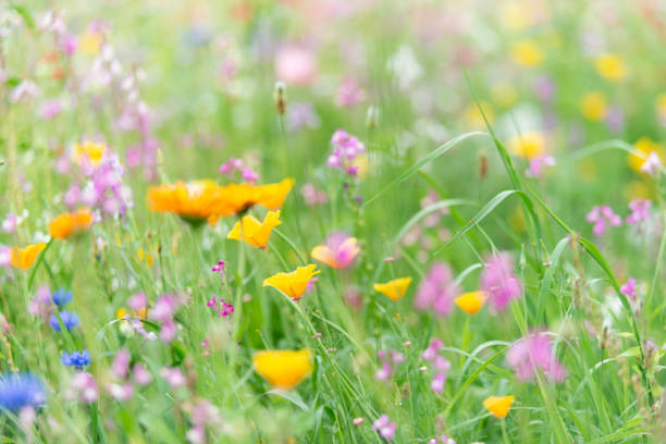 istock Wildflowers on summer meadow 1202279177