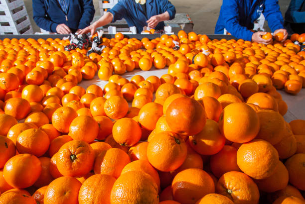 istock The working of oranges 1202279589