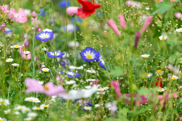 istock Wildflowers on summer meadow 1202279687