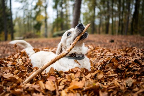 istock Young golden retriver playing in fallen leaves 1202280309