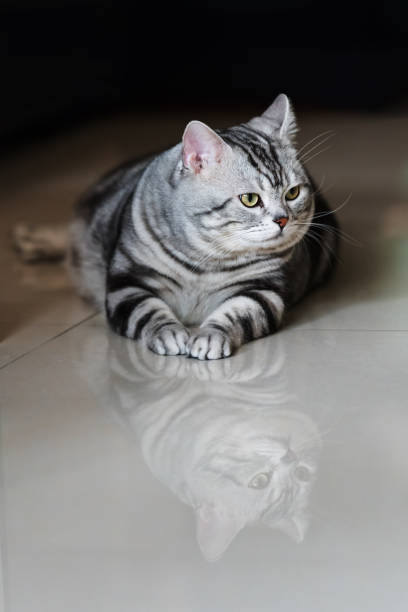 istock Cute playful cat lying on the floor in the room, selective focus 1202280313