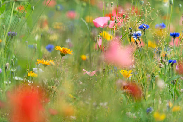 istock Wildflowers on summer meadow 1202280911