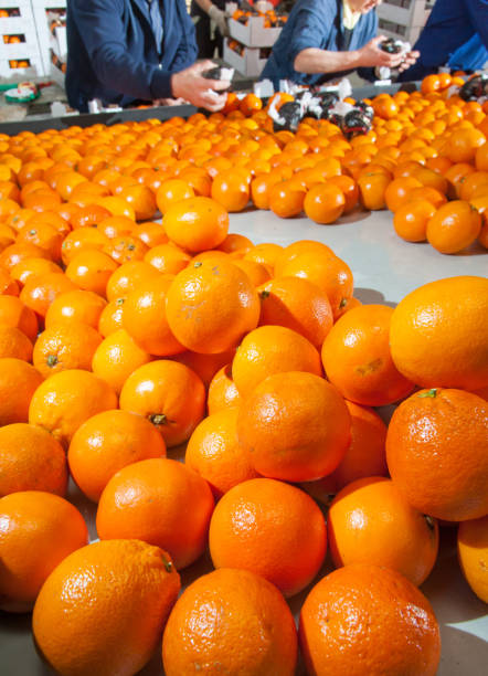 istock The working of oranges 1202280973