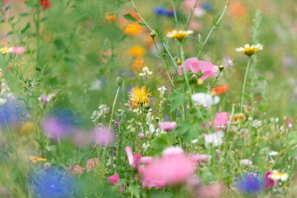 istock Wildflowers on summer meadow 1202281399
