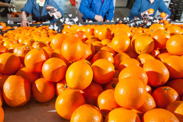 istock The working of oranges 1202281712