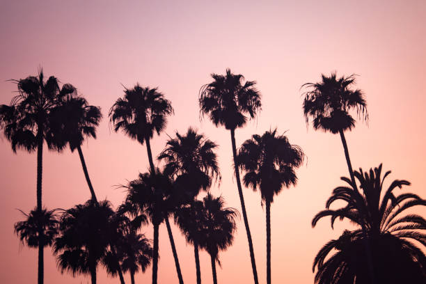 istock Pink Sunset Sky Behind Tropical Palm Trees 1202281905