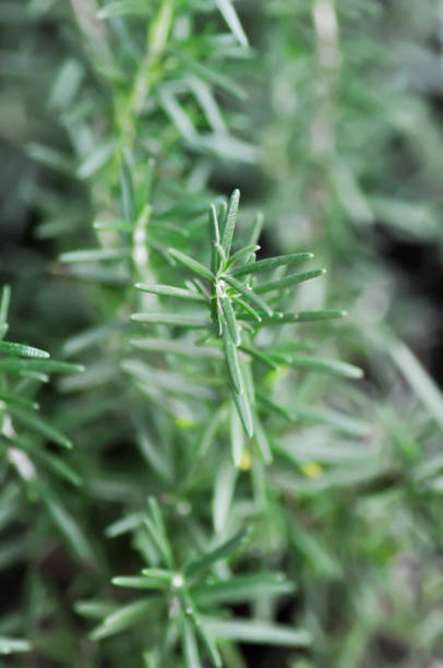istock rosemary, rosemary plant 1202283562