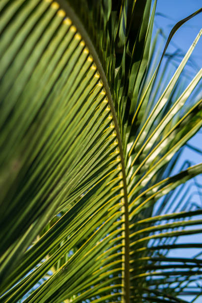 istock close up of coconut palm leaf, tropical trees concept 1202285374