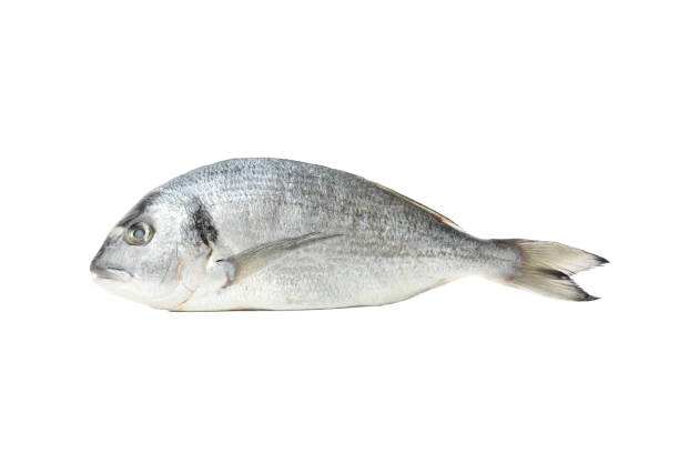 istock Fresh Dorado fish isolated on white background 1202285393