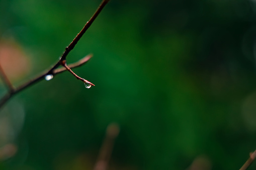 soft focus morning spring time rain drop on bare tree branch nature environment moody colorful atmosphere with green blurred background space for copy or text