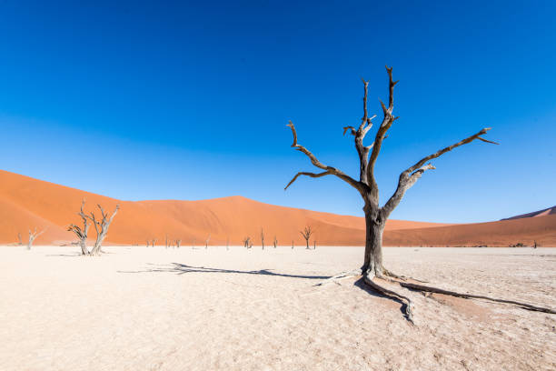 istock Colourfull lonely tree in dunes, Sossusvlei Desert, Dead Vlei, Namibia 1202285564