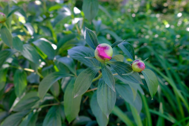 istock Peony bush in the garden 1202285638