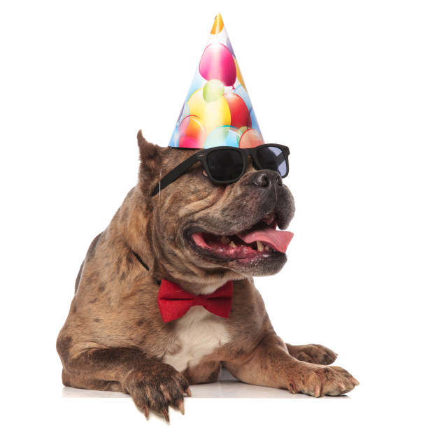 istock smiling american bully wearing birthday hat and sunglasses 1202286285