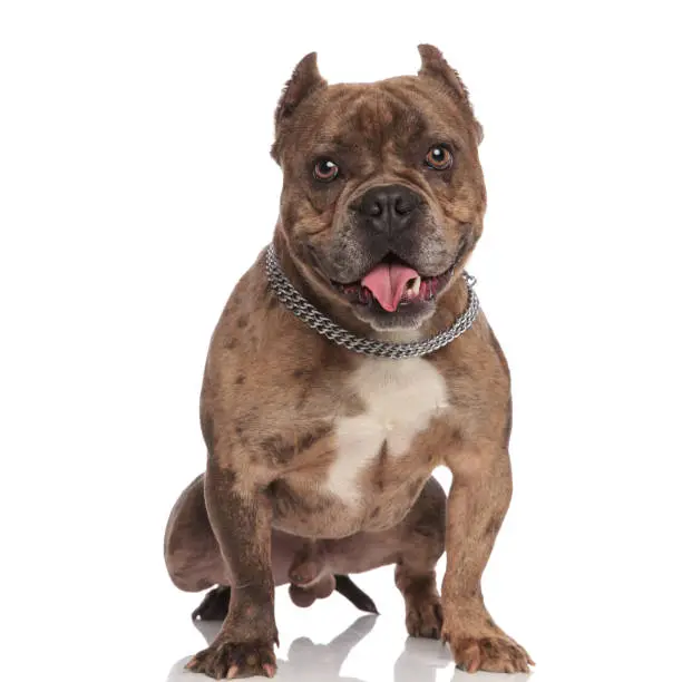 happy american bully wearing silver collar, panting and sticking out tongue, standing isolated on white background, full body