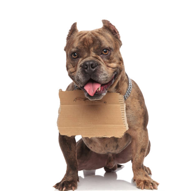 istock cute american bully holding carton and panting 1202286739