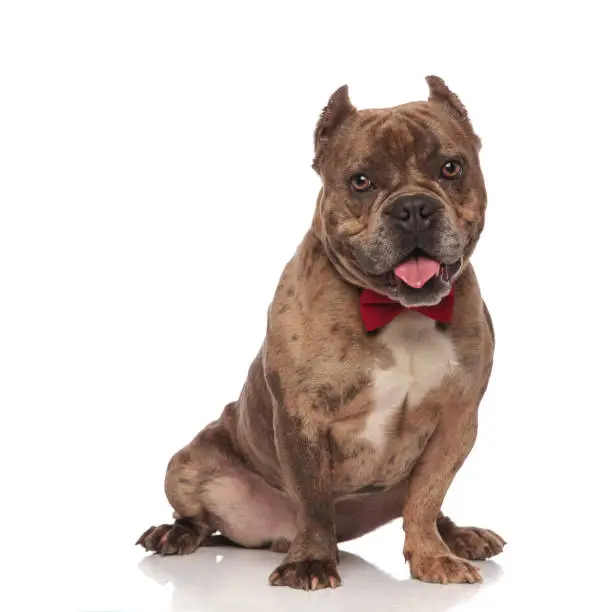 adorable american bully wearing red bowtie, panting and sticking out tongue, sitting isolated on white background, full body