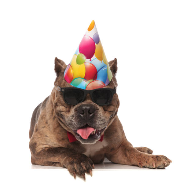 istock cute american bully wearing birthday hat and sunglasses 1202287169
