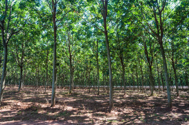 istock Rubber tree forest with a sun and green leaves 1202287209