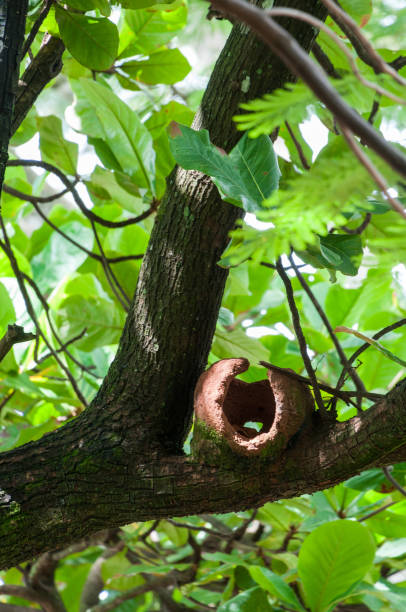 istock Abandoned Rufous Hornero home on a tree trunk 1202287465