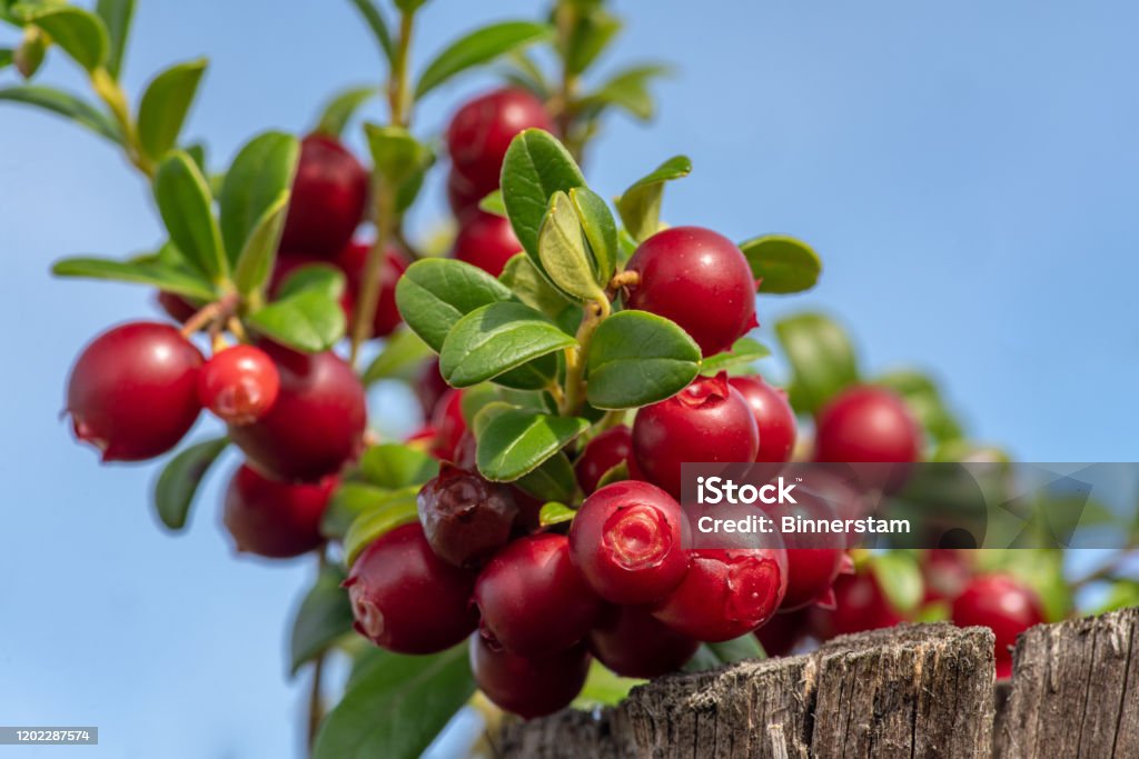 Lingon berry sprigs filled with red berries ready to harvest Fresh lingonberry sprigs with lots of red berries ready for harvest. Low angle view in sunlight and a blue sky background Lingonberry Stock Photo Lingon berry sprigs filled with red berries ready to harvest Fresh lingonberry sprigs with lots of red berries ready for harvest. Low angle view in sunlight and a blue sky background Lingonberry Stock Photo