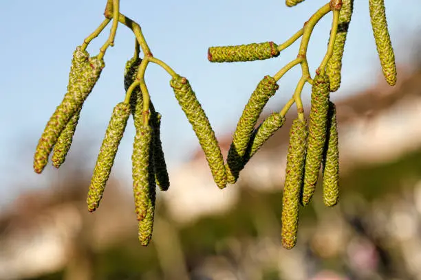 These are the male catkins (aments) dangling from the branches of an Italian alder tree (Alnus cordata), isolated against a bright sky. Italian alder is native to Corsica, Southern Italy and Western Asia. Its wood is very rot resistant under water, and may underpin the houses and bridges of Venice. In the UK, it is commonly planted on roadsides (as here), because it grows quickly and is dust-resistant. Close up of male catkins and leaf.