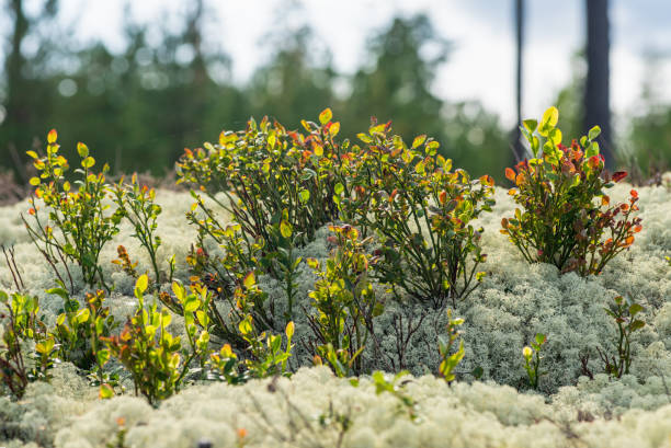 Blueberry sprigs in autumn sunlight, growing in a thick layer of  white lichen or moss.
