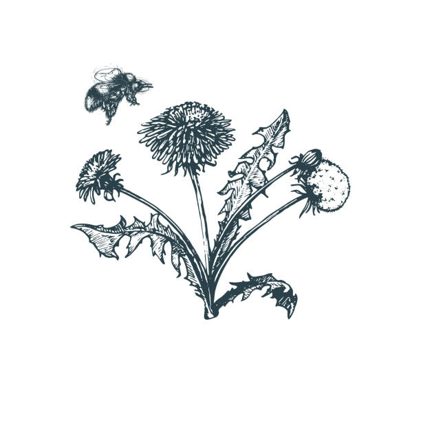 ilustrações de stock, clip art, desenhos animados e ícones de bumblebee above dandelion flower, hand drawn illustration. sketch in vector. - field image computer graphic bee
