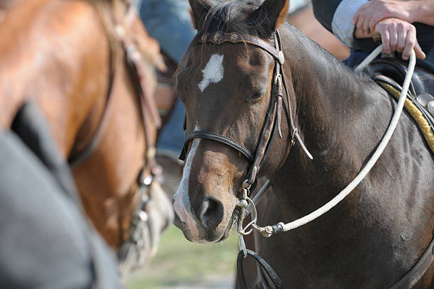 istock Horses in the mirror 120229289