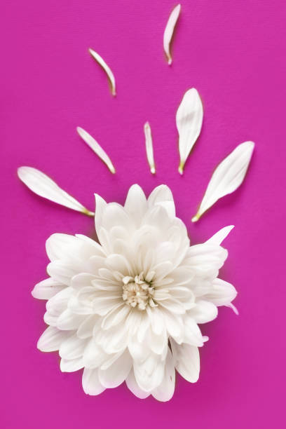 istock One white flower in front of the pink background 1202293469