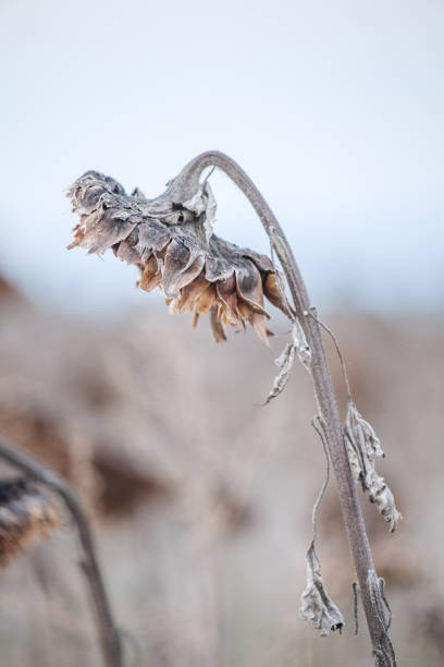 istock Frosty sunflower in winter 1202293586