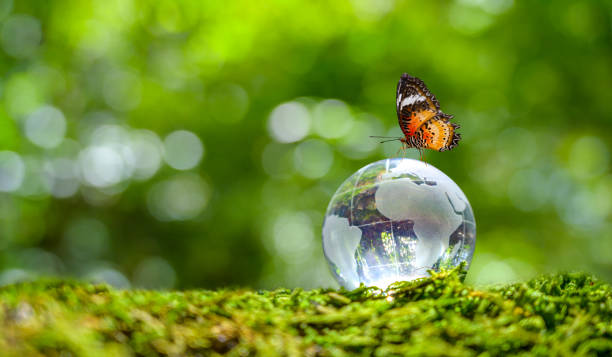 concept save the world save environment le monde est dans l'herbe du fond vert bokeh - environment nature water globe photos et images de collection