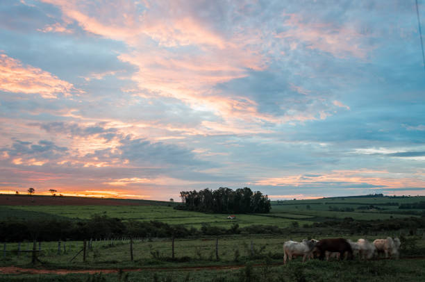 istock Rural scene with some cows eating grass with a sunset 1202293955