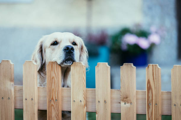 Curious dog looks over the garden fence stock photo