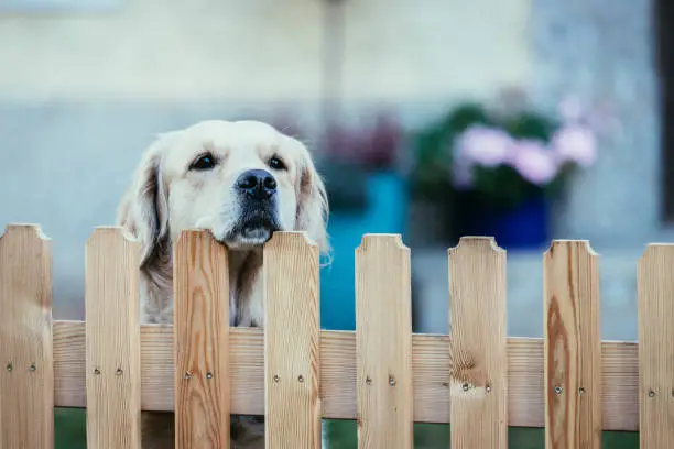 Photo of Curious dog looks over the garden fence