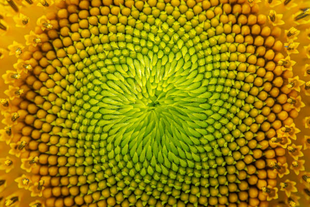 istock Close up of sunflower. 1202294970