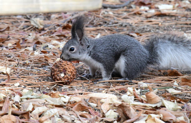 abert squirrel - bandelier national monument foto e immagini stock