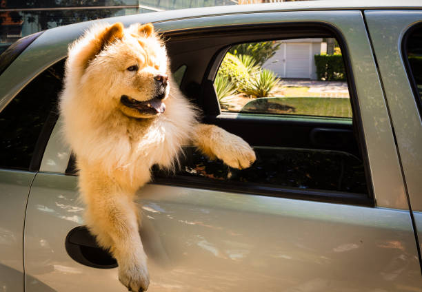 車の窓からチャウチャウが動きを見ている - chow domestic animals animal beautiful ストックフォトと画像