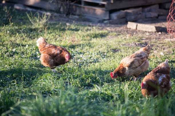 istock Happy chickens in the own garden 1202295367