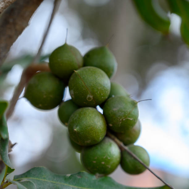 istock Evergreen macadamia free with ripe green nuts in shell ready for harvest 1202295382