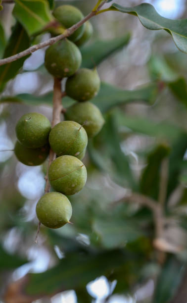 istock Evergreen macadamia free with ripe green nuts in shell ready for harvest 1202295388