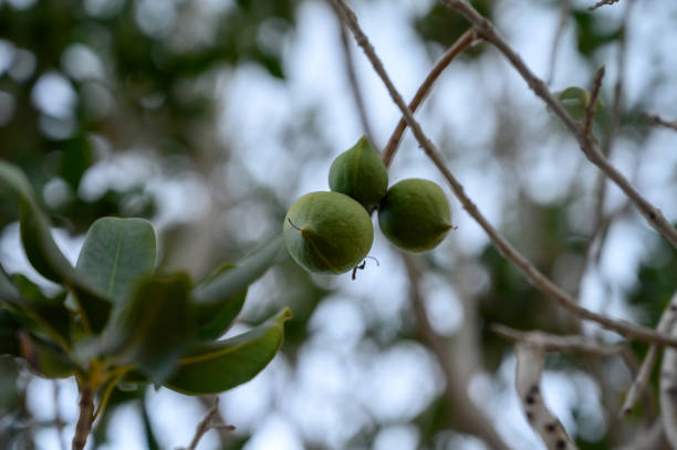 istock Evergreen macadamia free with ripe green nuts in shell ready for harvest 1202295404