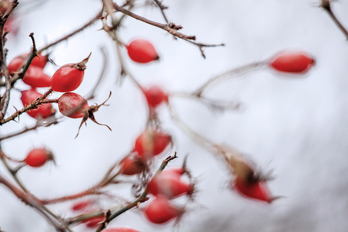 Close-up photography of rose hip berry tree in winter mood. Perfectly usable for all nature subjects.